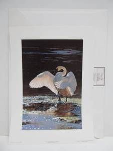 lot 322 image: Lovely Signed Numbered Print by Terry Isaac - Trumpeter Swan - Into the Light