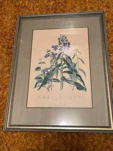 lot 178 image: Pair of Vintage Commelinocea and Boraginacea Framed Botanical Prints By E.T. Det ET Zino