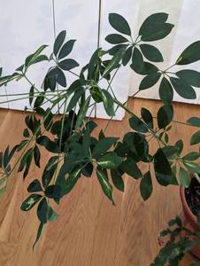 lot 101 image: Potted Houseplant