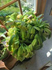 lot 96 image: Live Plant  Christmas Cactus