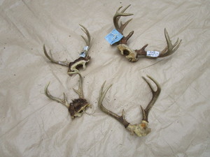 Antlers