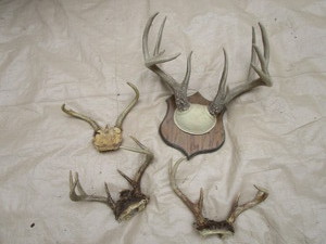 Antlers