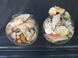 Fish Bowls with Sea Shells