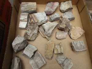 Rocks with Petrified