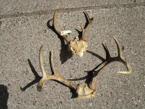 Antlers