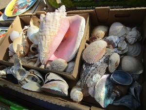 Sea Shells