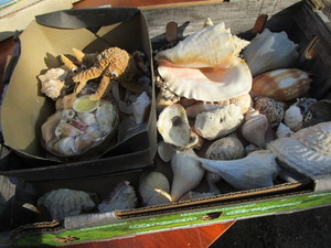 Sea Shells
