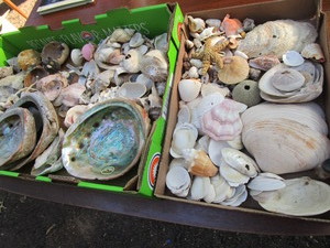 Sea Shells