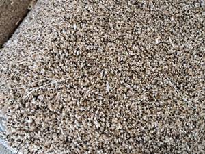 lot 114 image: Marquis Satisfaction Tiki Hut Carpet Remnant 46.25x12