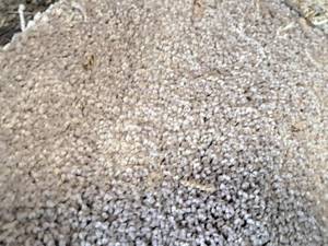 lot 120 image: Carpet Remnant 19.25x12