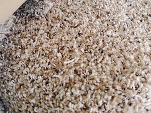 lot 137 image: Carpet Remnant 15x12