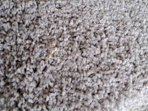 lot 138 image: Carpet Remnant 18x12