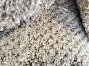 lot 143 image: Carpet Remnant 24.5x12