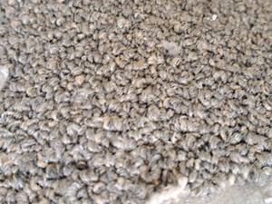 lot 147 image: Carpet Remnant