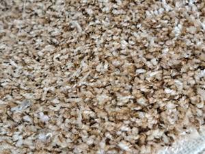 lot 148 image: Carpet Remnant 18.75x12