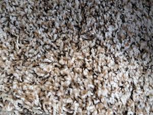 lot 194 image: Hot Pursuit Gingerbread Carpet Remnant 35x12