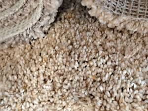 lot 205 image: SP408 2 Carpet Remnant 27.25x12