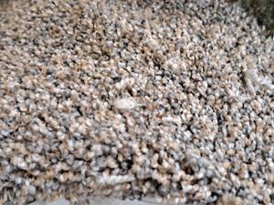lot 206 image: Carpet Remnant
