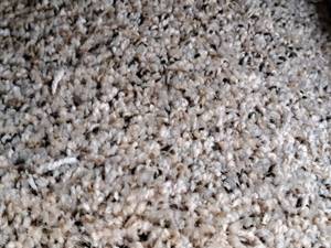lot 207 image: SP40 1078 Carpet Remnant 20x12