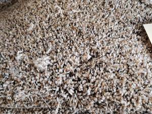 lot 210 image: Top This Plus Carpet Remnant 23.5x12