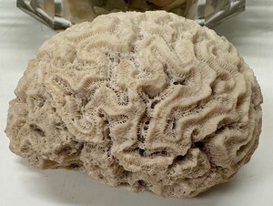 lot 35 image: Coral Lot including Brain Coral