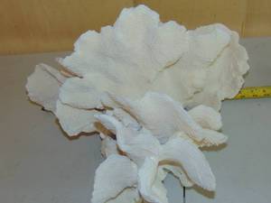 lot 17 image: 16x18x12 Coral