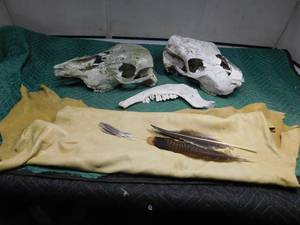lot 365 image: 2 Elk sculls and a jaw bone ans leather and feathers