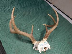 lot 366 image: Deer horns on skull