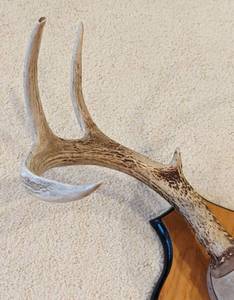 Mounted Deer Antlers