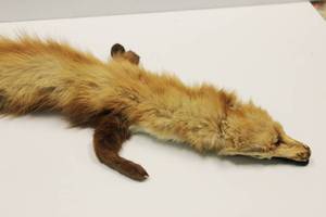 lot 61 image: Nice Brown Mink Pelt Approx. 31 Inch Long