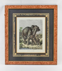 lot 81 image: Colored and Signed Engraving 1885 Asiatic Elephant by Friedrich Specht