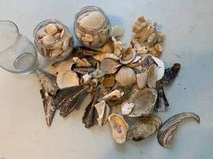 lot 80 image: Collection of Sea Shells