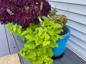 lot 159 image: Pots and Plants