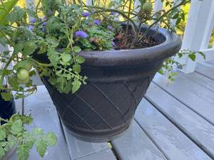 lot 162 image: PLANTERS