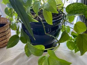 lot 164 image: Group of 5 house plants and pots