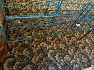 lot 128 image: 72W x 21D x 34H Steel Wire Shelving
