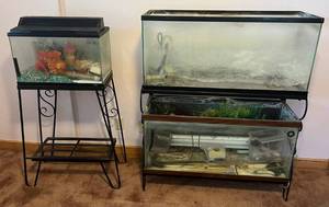 lot 178 image: Three Fish Tanks With Extras And Metal Stands 2 30 Gallon Breeders, 1 10 Gallon