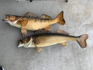 lot 169 image: Two Big Fish for your Cabin or ManWoman Cave