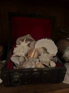 lot 255 image: Sea Shell Lot