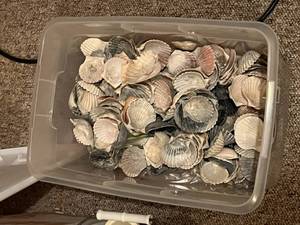 lot 256 image: Bags, buckets, and boxes of sea shells