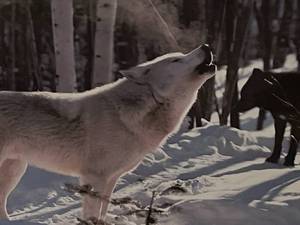 lot 321 image: Framed wolf picture 22x19