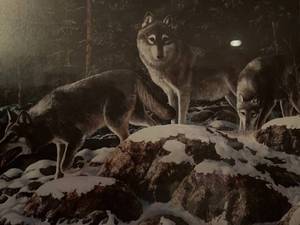 lot 360 image: 3 wolf pictures