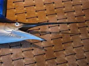 lot 45 image: Trophy Display Sail Fish