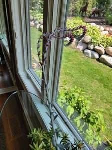 lot 55 image: Mature Succulents Garden