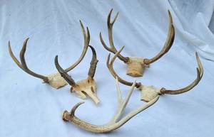 lot 58 image: Collection of Antlers