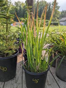 lot 45 image: 1.5 gallon Winter Onion