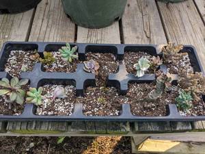 lot 75 image: Tray of 10 Assorted Succulents