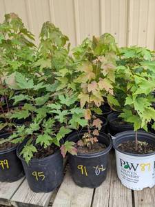 lot 91 image: 1 - 1.5 foot Autumn Blaze Maple