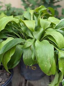lot 116 image: 1.5 Montana Hosta seedling