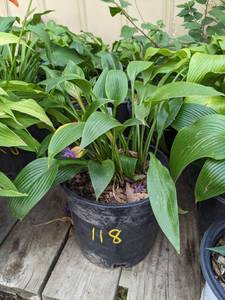 lot 118 image: 1.5 Montana Hosta seedling